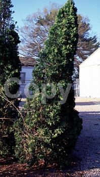 Yellow blooms; Evergreen