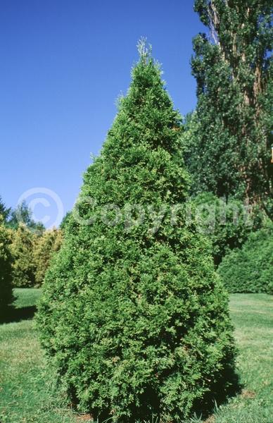 Yellow blooms; Evergreen