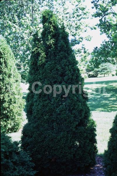 Yellow blooms; Evergreen