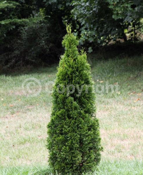 Yellow blooms; Evergreen