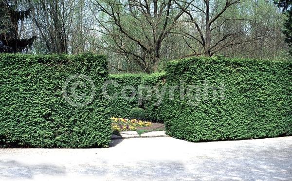 Yellow blooms; Evergreen; North American Native