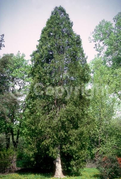 Yellow blooms; Evergreen; North American Native
