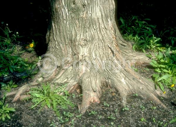 Yellow blooms; Evergreen; North American Native