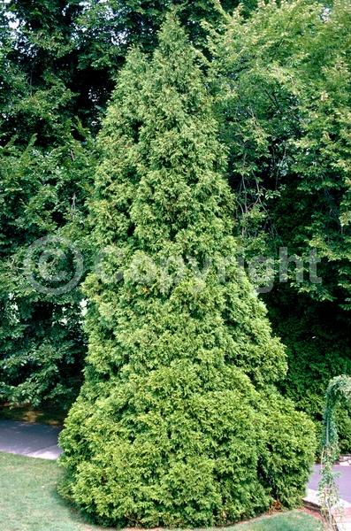 Yellow blooms; Evergreen; North American Native