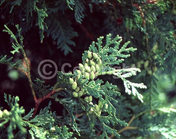 Yellow blooms; Evergreen; North American Native