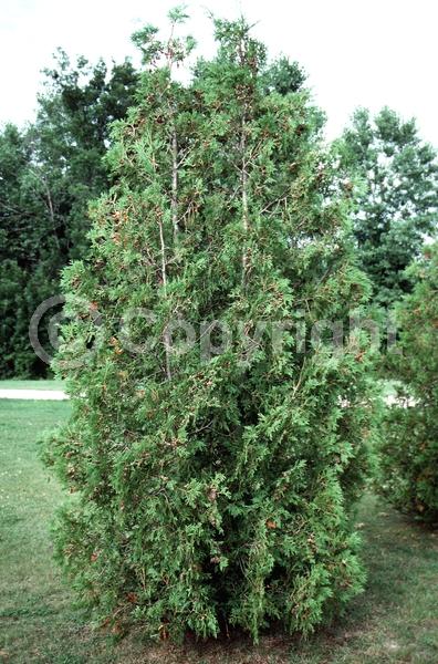 Yellow blooms; Evergreen; North American Native