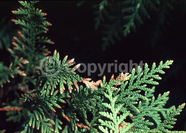 Yellow blooms; Evergreen; North American Native