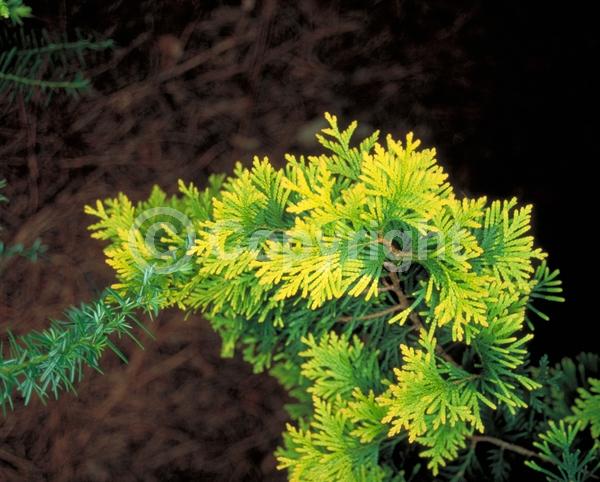 Yellow blooms; Evergreen