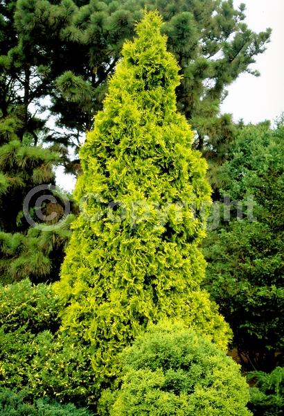 Yellow blooms; Evergreen