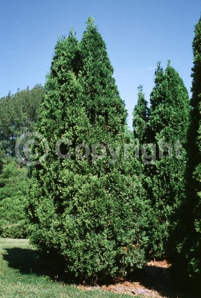 Yellow blooms; Evergreen