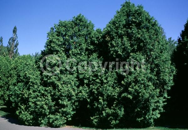 Yellow blooms; Evergreen