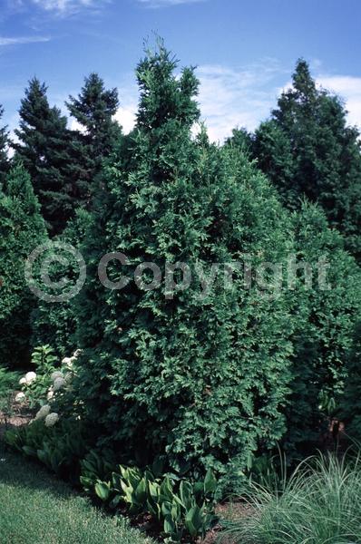 Yellow blooms; Evergreen