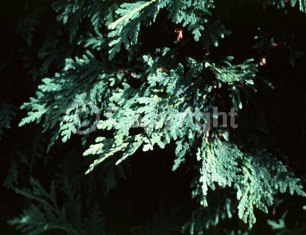 Yellow blooms; Evergreen