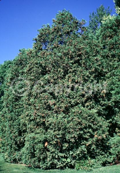 Yellow blooms; Evergreen