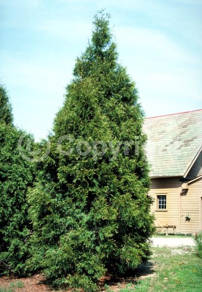 Yellow blooms; Evergreen