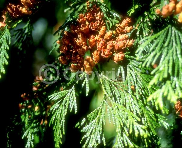 Yellow blooms; Evergreen; North American Native