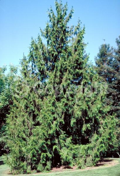 Yellow blooms; Evergreen; North American Native