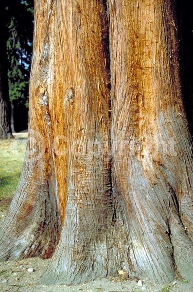Yellow blooms; Evergreen; North American Native