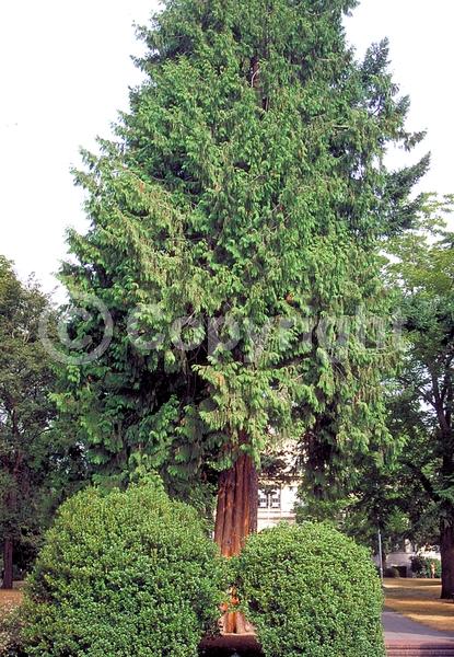 Yellow blooms; Evergreen; North American Native