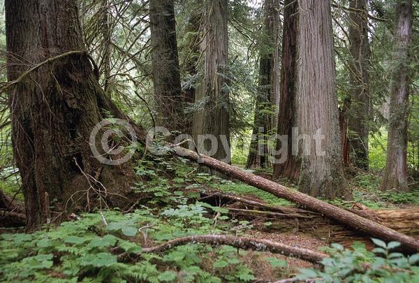 Yellow blooms; Evergreen; North American Native