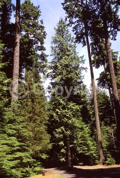 Yellow blooms; Evergreen; North American Native