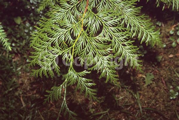 Yellow blooms; Evergreen; North American Native
