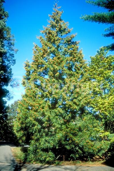 Yellow blooms; Evergreen; North American Native