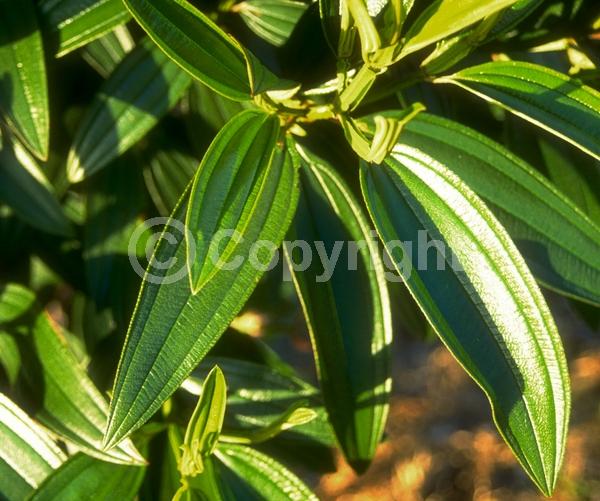 Purple blooms; Evergreen; Broadleaf
