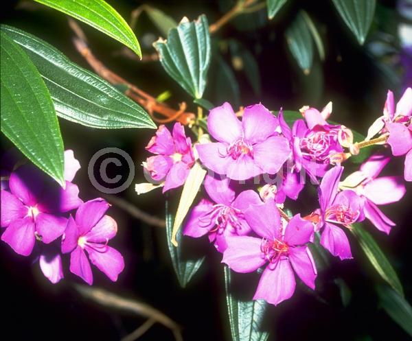 Purple blooms; Evergreen; Broadleaf