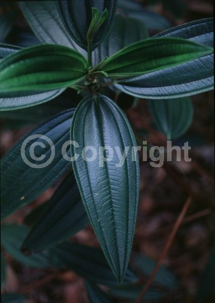 Purple blooms; Evergreen; Broadleaf