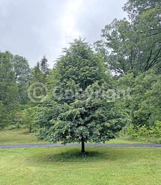 Yellow blooms; Deciduous; Broadleaf