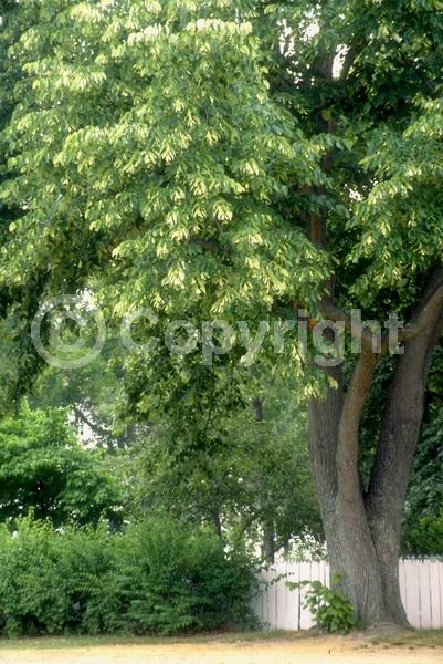 Yellow blooms; Green blooms; Deciduous; Broadleaf; North American Native