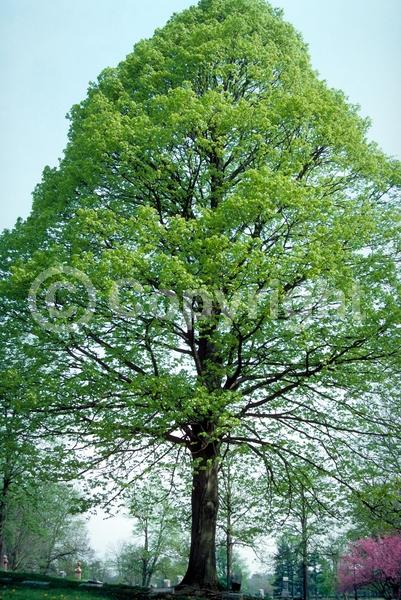 Yellow blooms; Green blooms; Deciduous; Broadleaf; North American Native