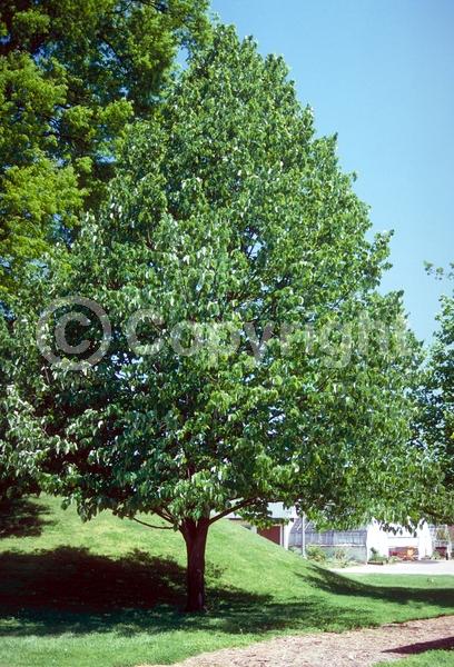 Yellow blooms; Green blooms; Deciduous; Broadleaf; North American Native