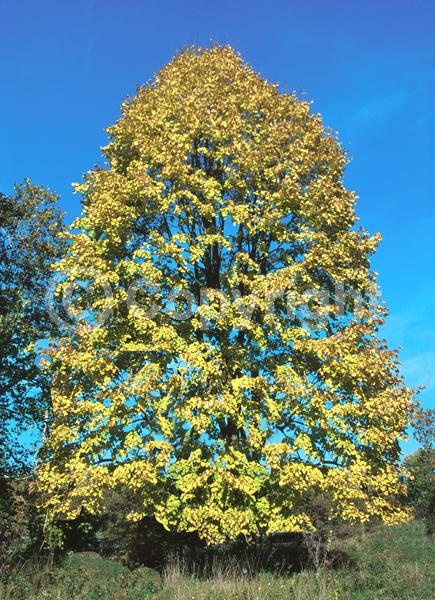 Yellow blooms; Green blooms; Deciduous; Broadleaf; North American Native