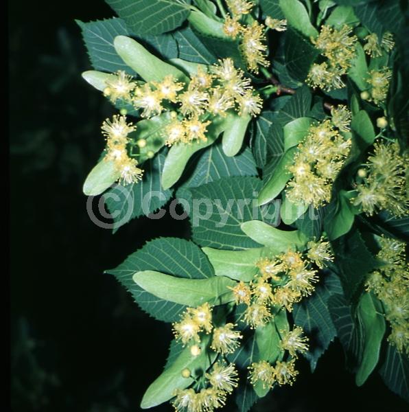 Yellow blooms; Green blooms; Deciduous; Broadleaf; North American Native