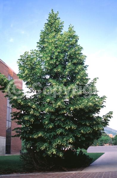 Yellow blooms; Green blooms; Deciduous; Broadleaf; North American Native