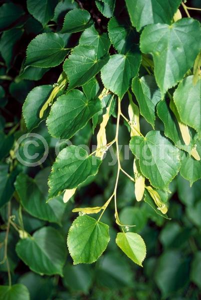 Yellow blooms; Deciduous; Broadleaf