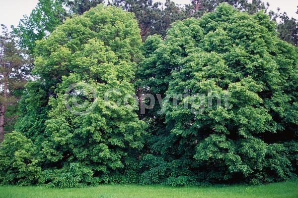 Yellow blooms; Deciduous; Broadleaf