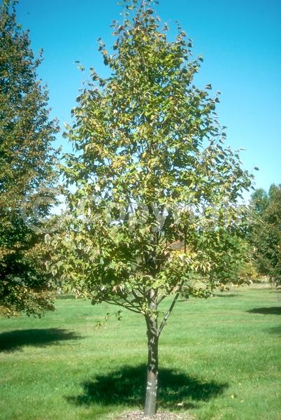 Yellow blooms; Deciduous; Broadleaf
