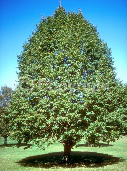 Yellow blooms; Deciduous; Broadleaf