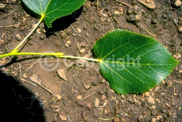 Yellow blooms; Deciduous; Broadleaf