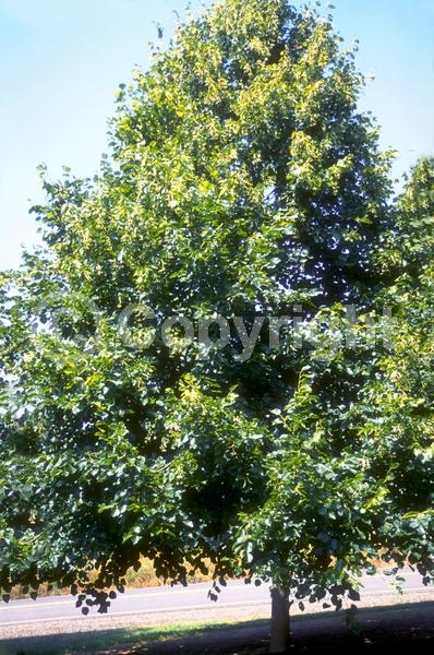 Yellow blooms; Deciduous; Broadleaf