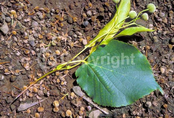 Yellow blooms; Deciduous; Broadleaf