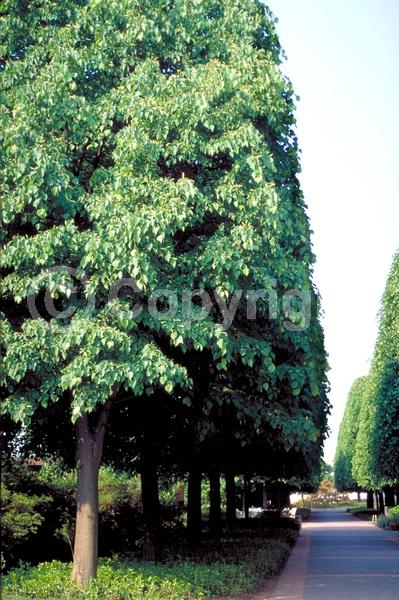 Yellow blooms; Deciduous; Broadleaf
