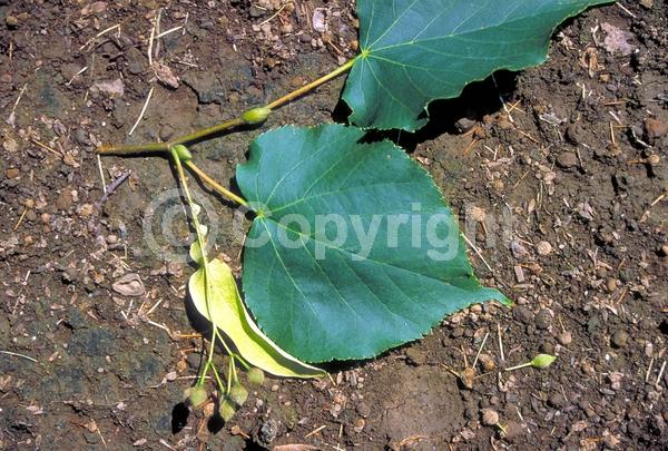 Yellow blooms; Deciduous; Broadleaf