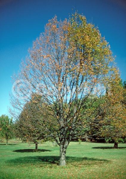 Yellow blooms; Deciduous; Broadleaf