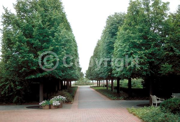 Yellow blooms; Deciduous; Broadleaf