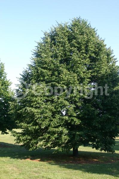 Yellow blooms; Deciduous; Broadleaf