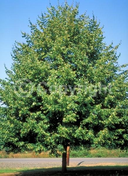 Yellow blooms; Deciduous; Broadleaf